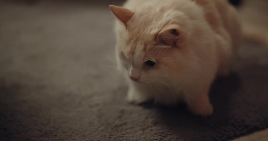 White cat sitting on gray rug eats food in room