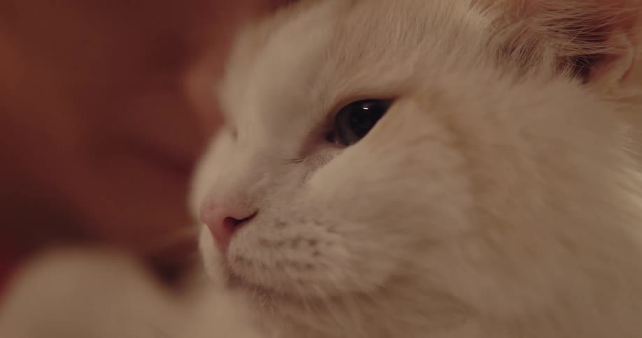An adult is being sentimental with there cat inside of there home