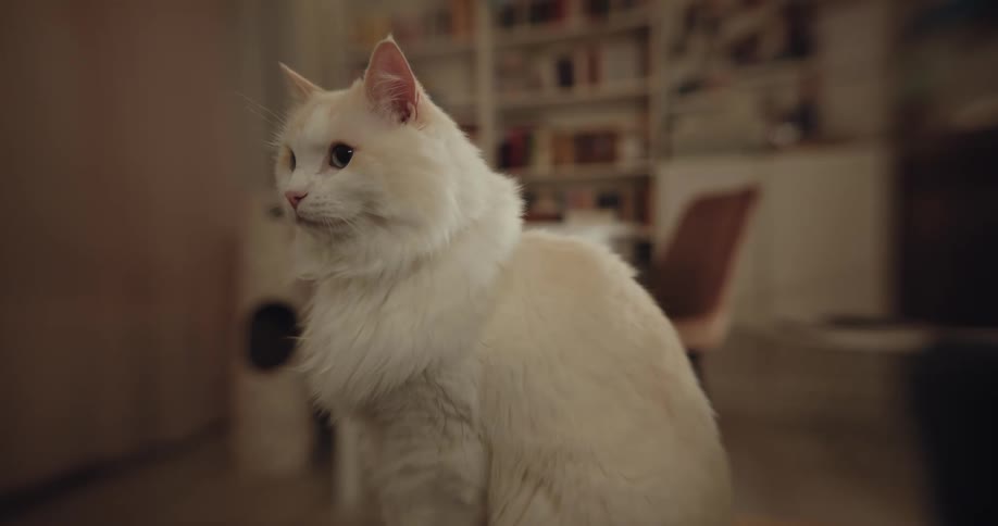 A cat is looking around the room