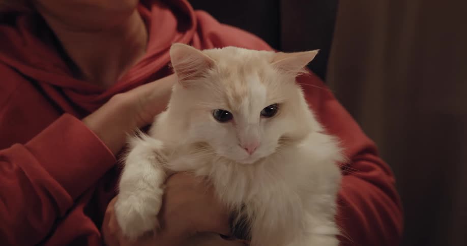 Blonde woman in orange hoodie pets white cat in room