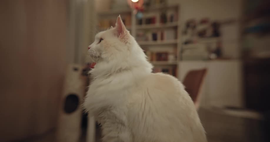 A big fluffy white cat is standing on a table in the living room