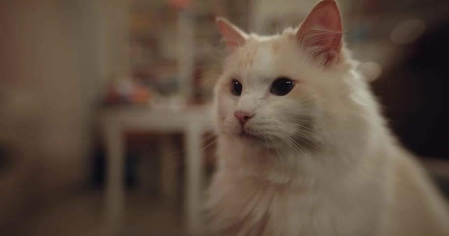 A fluffy white cat is looking ahead and reaching out with its paw and moving its head forward