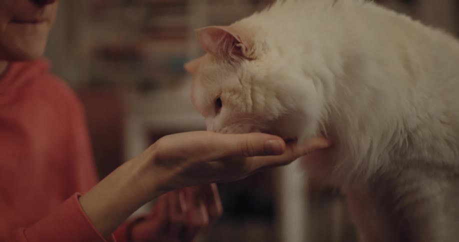 Woman wearing red hoodie feeds white cat