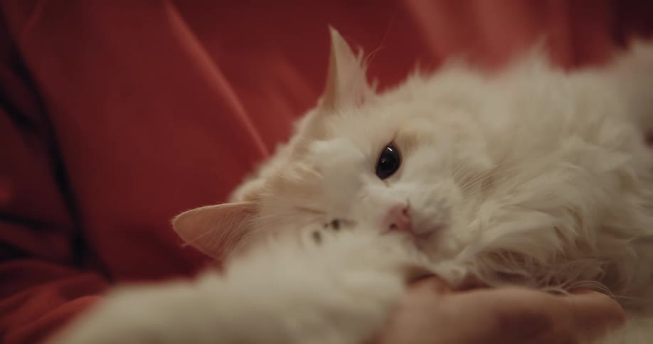 Woman in orange hoodie pets white cat