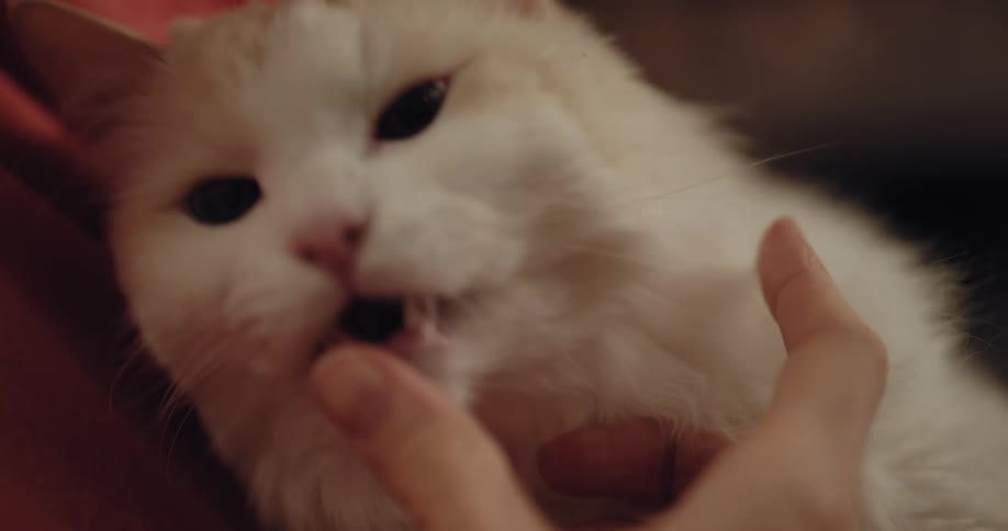 White cat licks womans fingers