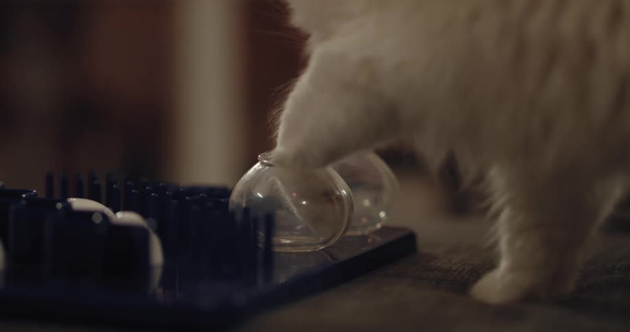 A cat is playing around inside of there home