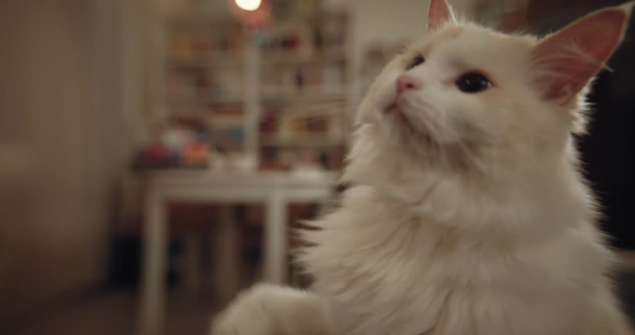 A fluffy white cat is looking ahead and reaching out with its paw playing