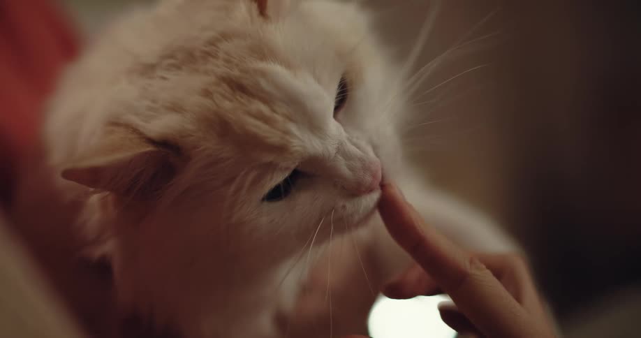 A cat is being sentimental and licking someones finger
