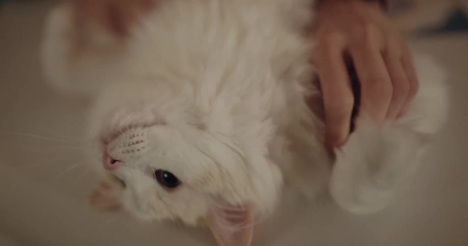 Woman in orange hoodie and wristwatch pets white cat