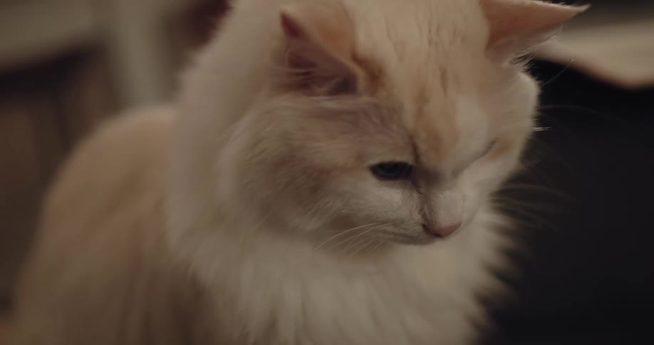 A cat is sitting down inside of there home