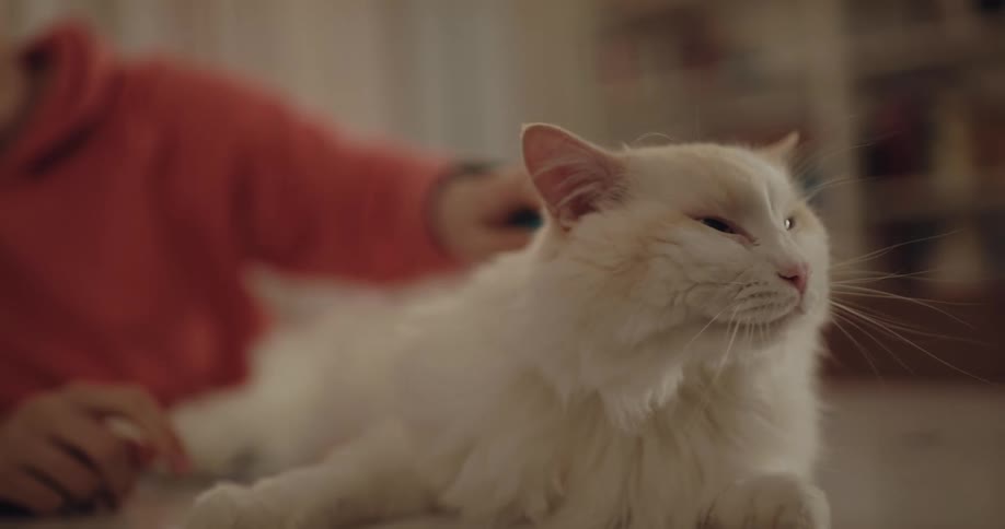 A person is brushing there cat inside of there home