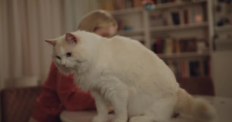 White cat sits down on table near woman with bob hair and orange sweater in room