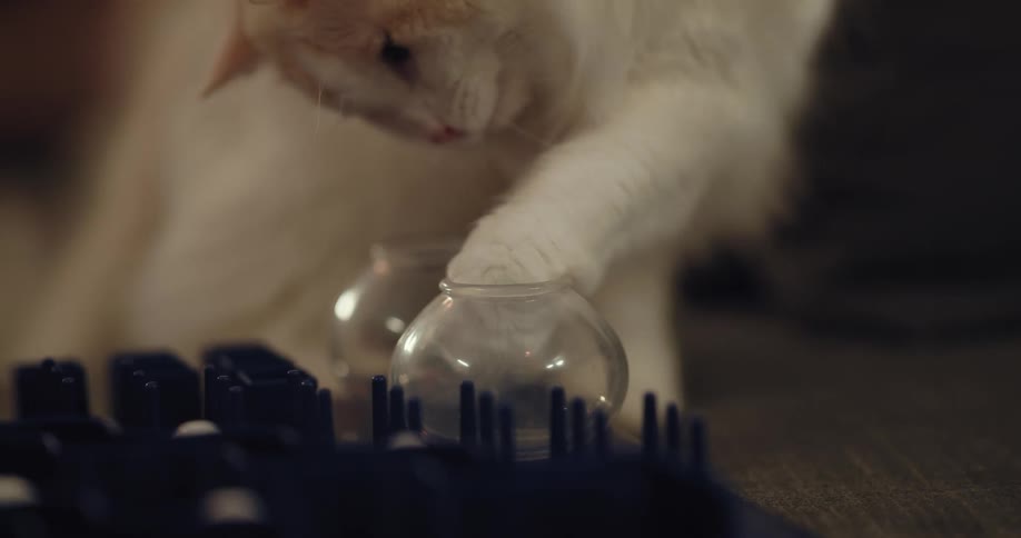 Person drops cat treat into small glass bowl and cat pulls it out before eating it