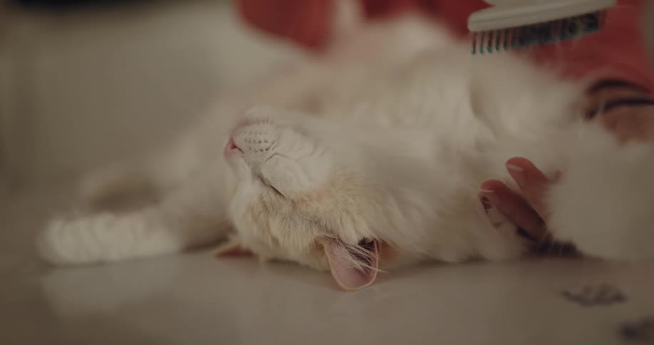 A big white fluffy cat is lying on its back as a woman brushes its fur