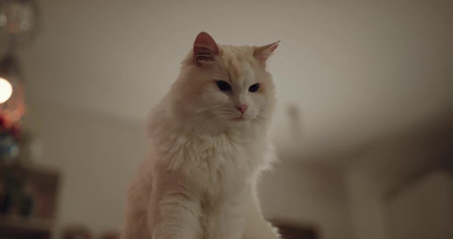 A fluffy white pet cat indoors