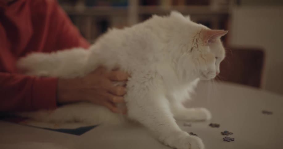 Woman wearing orange hoodie pets white cat lying on table
