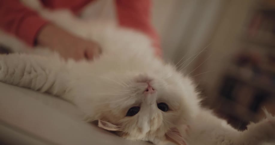 A woman petting a cat