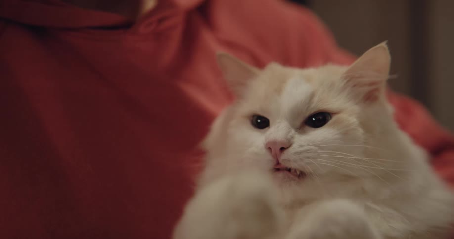 A young woman is inside and playing with her cat