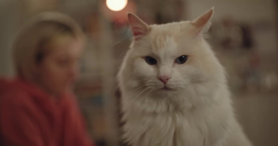Blonde woman sits behind white cat in room