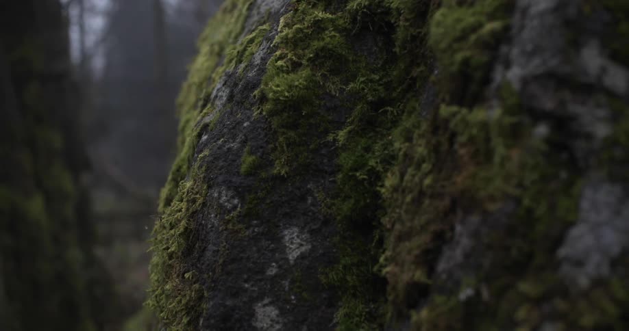 A moss covered tree