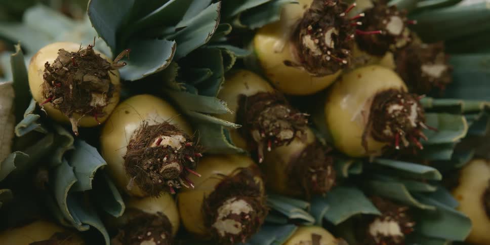 The view is of vegetables that are at a farming area