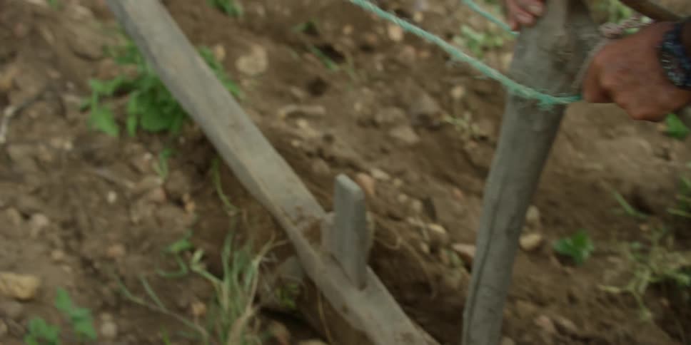 Farmer guides a wooden plough pulled by an animal on a field in the farm