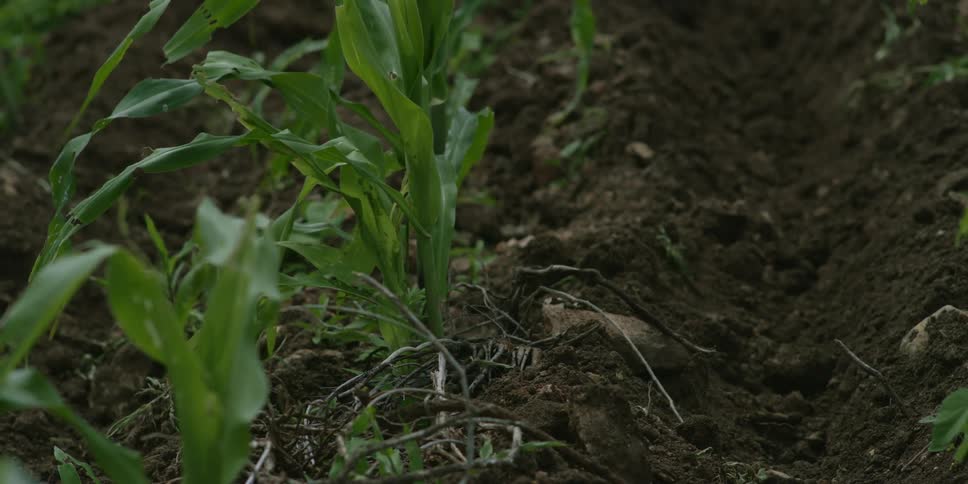 Close up of plants growing on tilled dark soil at a farm
