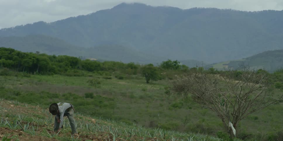 A farmer is planting and take care of the crops in the day time