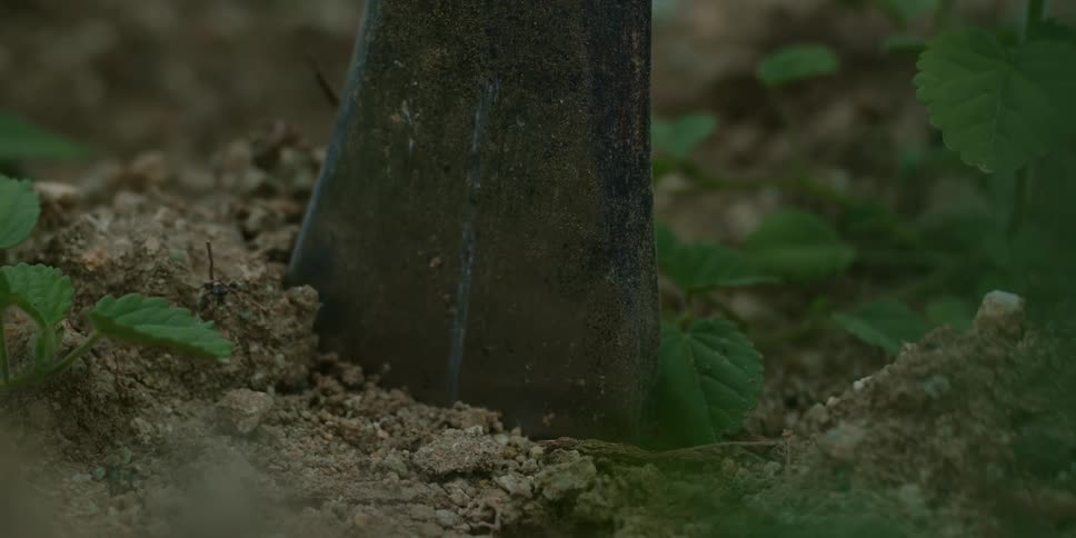 A tool digs into the soil