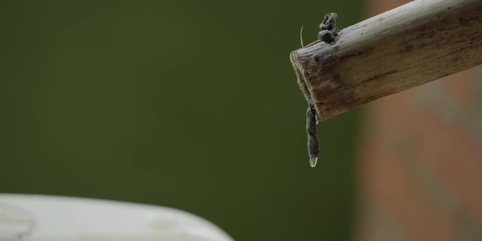 Clear liquid dripping out the end of a wooden spigot outdoors