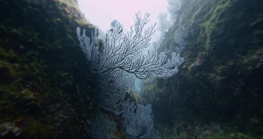 Aquatic animals are swimming in the ocean water
