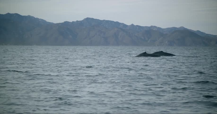 The view is of the ocean and there are whales swimming