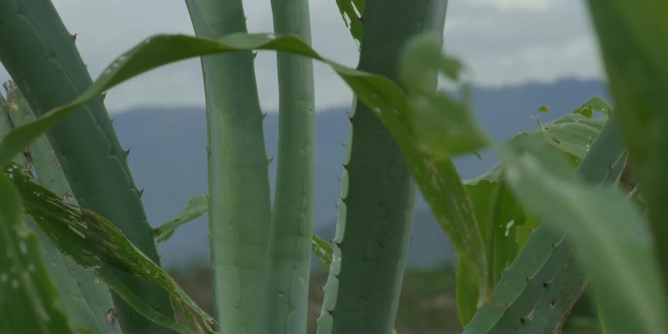 Aloe vera plant with teeth on the leaf edges