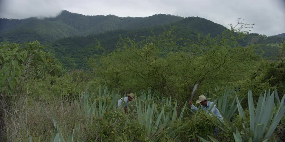 Workers are working on the farm in the middle of the day