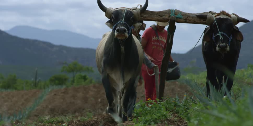 Two men are walking with cattle ploughing a farm field and there are mountains in the distance under a cloudy sky