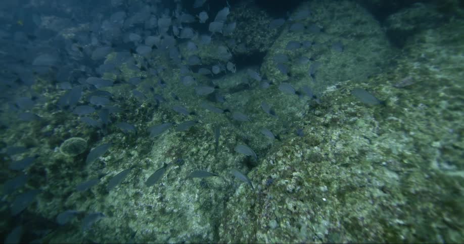 School of blue gray fish swim underwater through slightly murky water near rock wall and seafloor