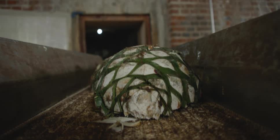 Cut agave plant rides a conveyor belt into a warehouse