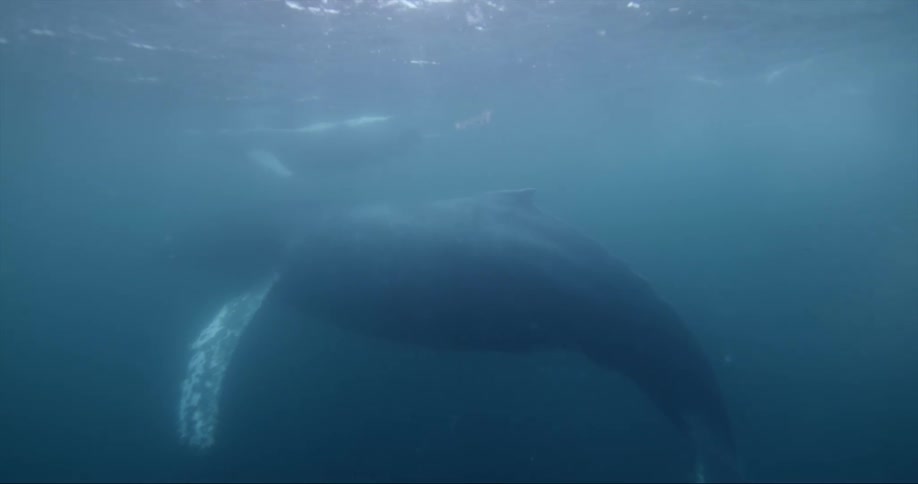 Blue whale and its baby swim underwater
