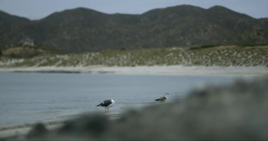 The view is of the ocean and birds are standing in the ocean