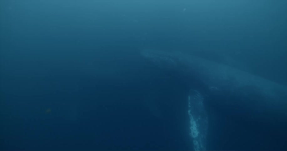 A whale is swimming in the ocean sea