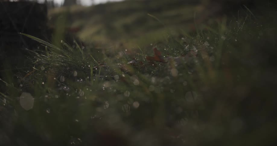 Dew clinging to blades of grass