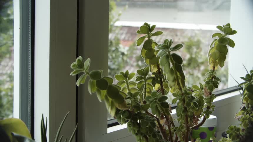A room with plants next to a window