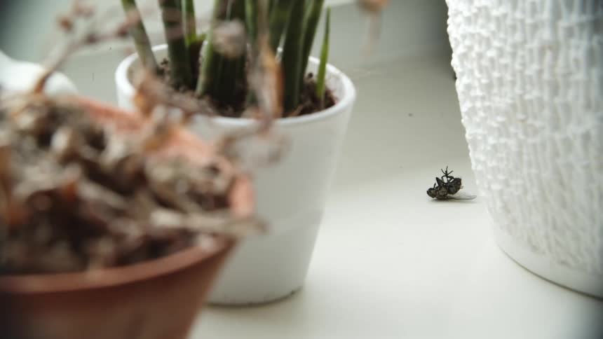 Potted houseplants sitting on a windowsill