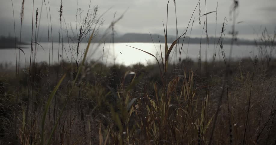 Tall grass blows in the wind by a lake