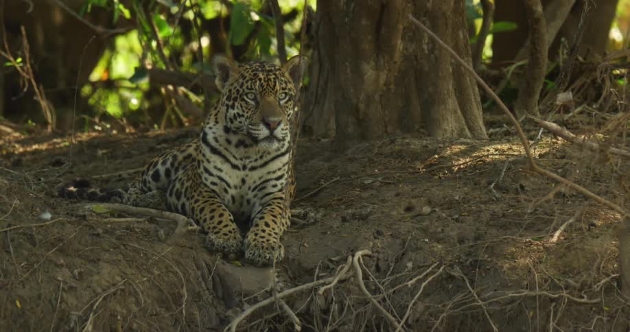 A jaguar is relaxing in the shade lying under a tree looking around