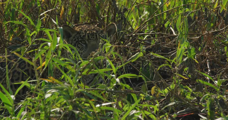 A jaguar lies in a field behind tall grass
