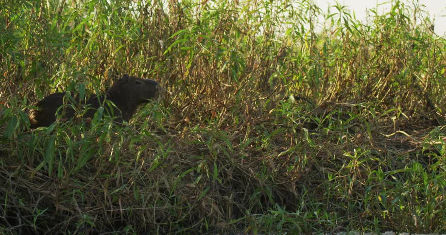 A pair of capybara stand together in tall grass next to a pond before one dives into the pond
