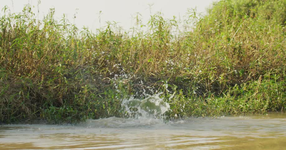 A capybara jumps into a pond