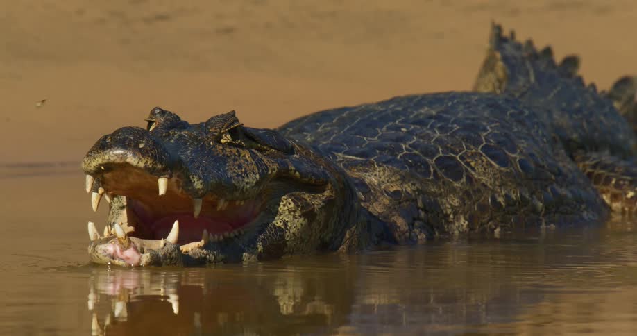 A flying insect lands on a jacare caiman partially in the water