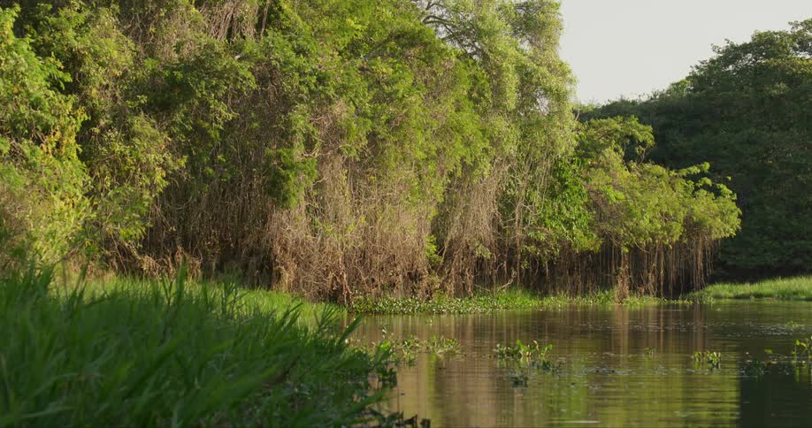 Vines hang down to water from trees on shore of water on sunny day